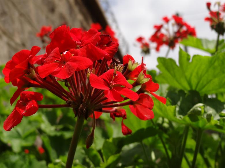Free stock image of Red Flowers Outdoors created by Mikel Tana