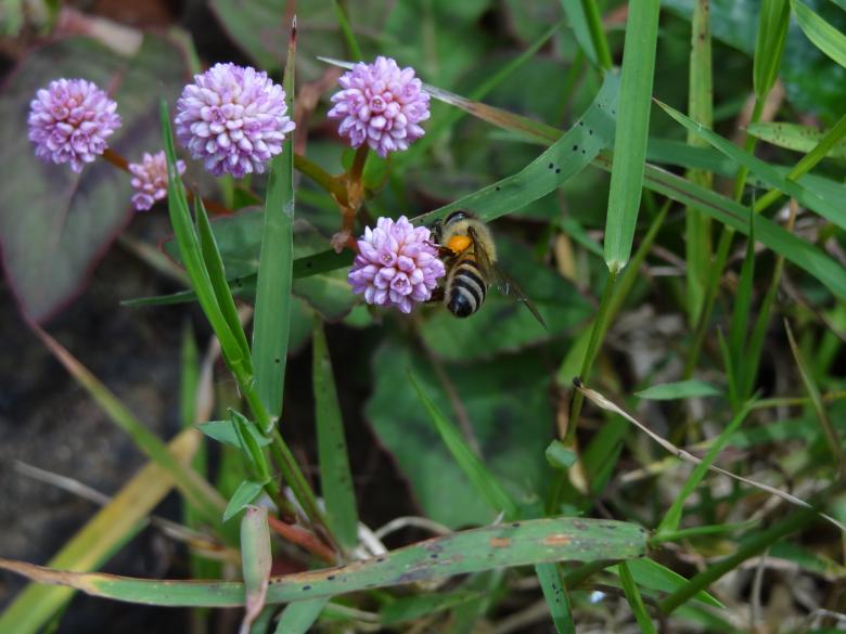 Free stock image of Bee On Purple Flowers created by Mikel Tana