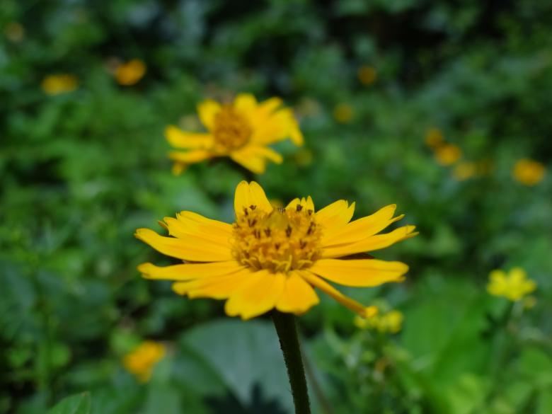 Free stock image of Bright Yellow Flowers created by Mikel Tana