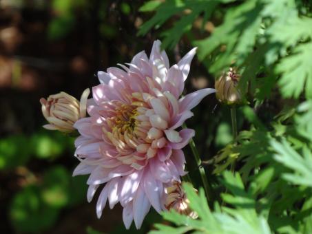 Pink Flower in Full Bloom 