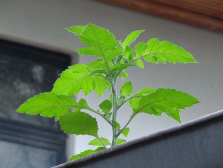 Solitary Green Plant