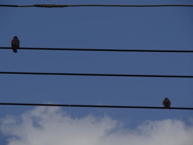 Free stock image of Birds of a Feather created by Mikel Tana