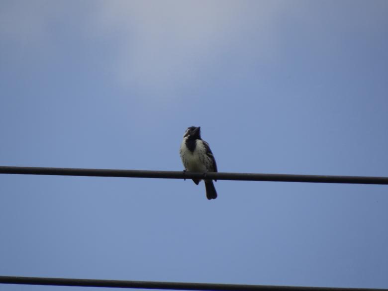 Free stock image of Bird on a Wire created by Mikel Tana