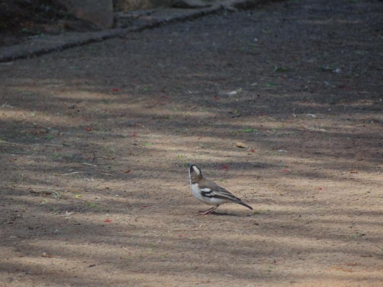 Free stock image of Bird on Ground Looking Up created by Mikel Tana