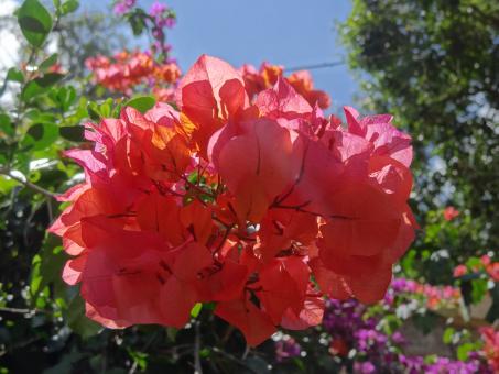 Blooming Pink Flower