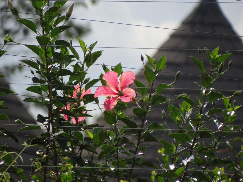 Free stock image of Pink Flower Behind Fence created by Mikel Tana