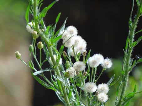 Swaying in the Wind