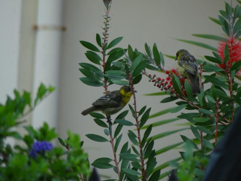 Free stock image of Two Birds Outdoors created by Mikel Tana