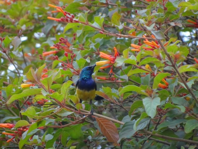 Free stock image of Blue Bird on Branch Feeding created by Mikel Tana