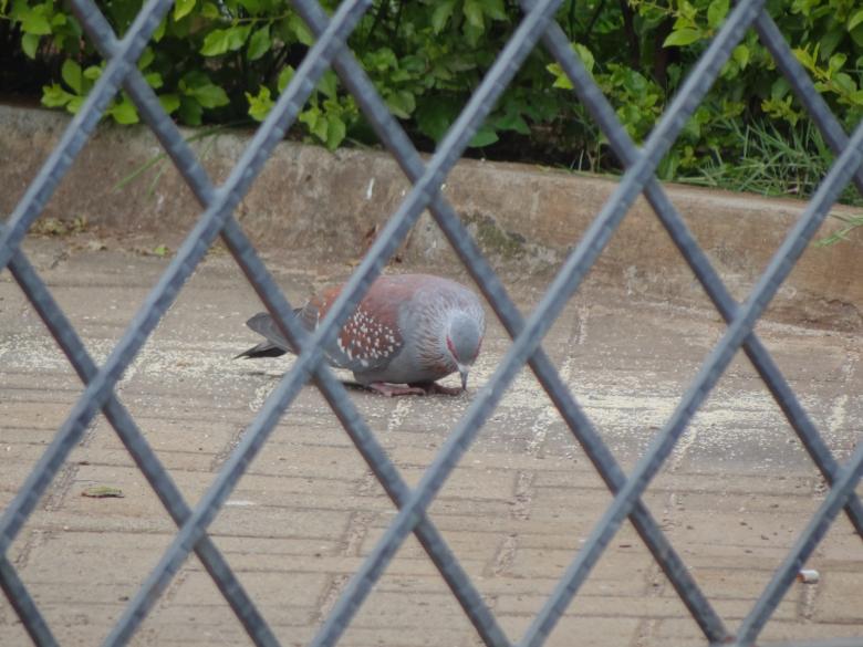 Free stock image of Feeding Pigeon Behind Fence created by Mikel Tana