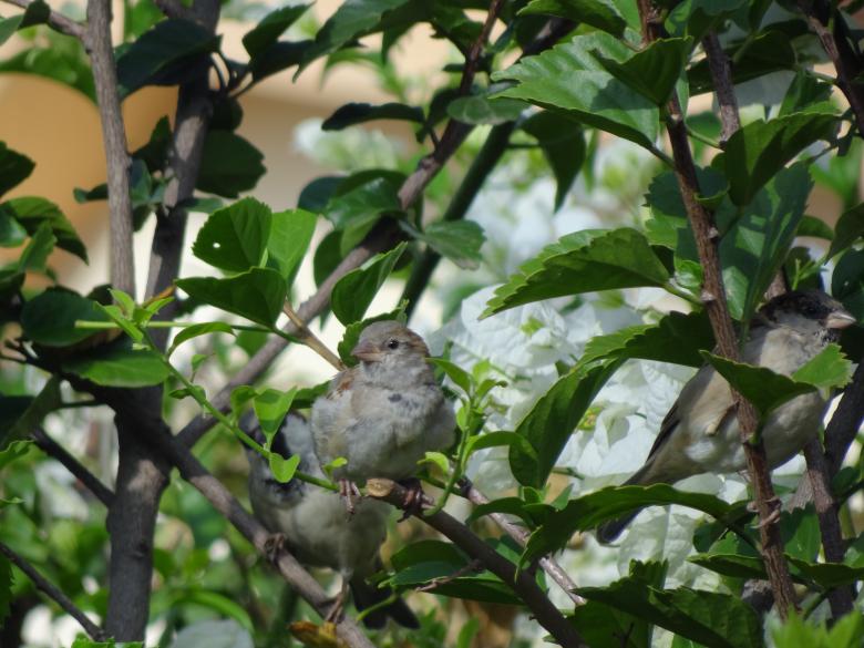 Free stock image of Small Bird on Branch created by Mikel Tana