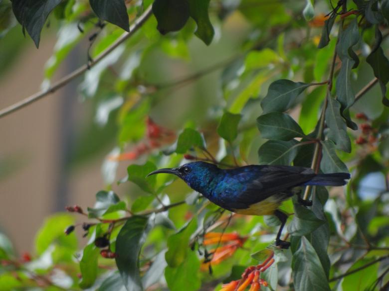 Free stock image of Blue Bird Taking Flight created by Mikel Tana