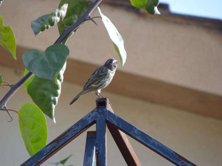 Free stock image of Small Bird Perched on Pole created by Mikel Tana