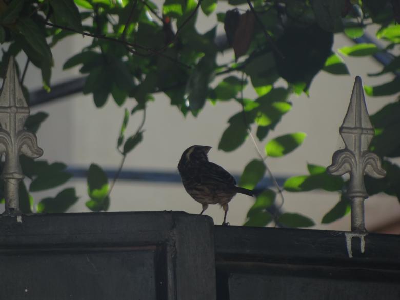 Free stock image of Small Bird Perched on Black Gate created by Mikel Tana