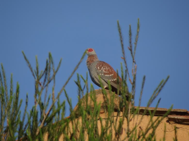 Free stock image of Perched Bird on Roof created by Mikel Tana
