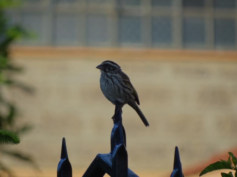 Free stock image of Perched Bird on Fence created by Mikel Tana