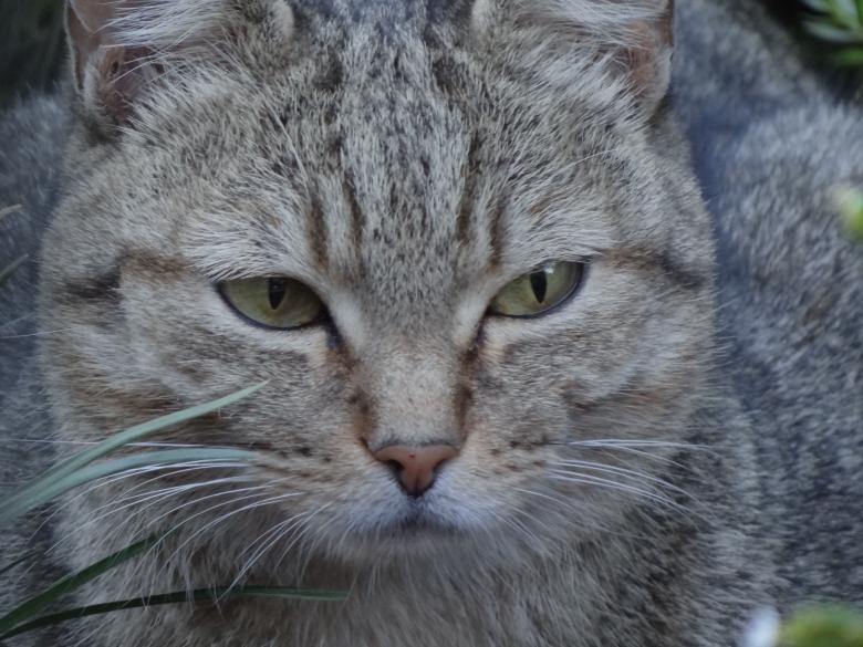 Free stock image of Grey Cat Eyes created by Mikel Tana