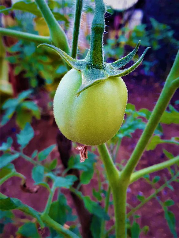 Free stock image of Unripe Green Tomato created by Infinity Focus