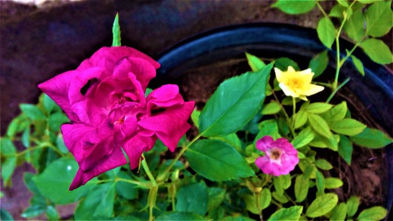 Free stock image of Purple Rose created by Infinity Focus