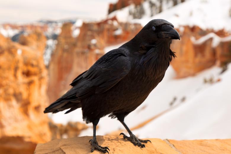 Free stock image of Bryce Canyon Winter Crow created by Nicolas Raymond