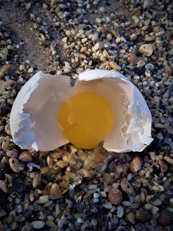 Free stock image of Broken Egg created by Infinity Focus
