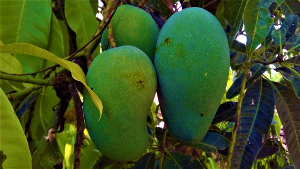 Free Stock Photo of Green Mango on Tree
