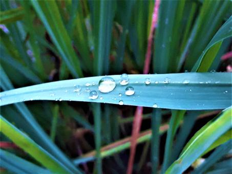 Free Stock Photo of Water Drops on the Leaf
