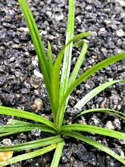 Free Stock Photo of Small Green Grass Plant 