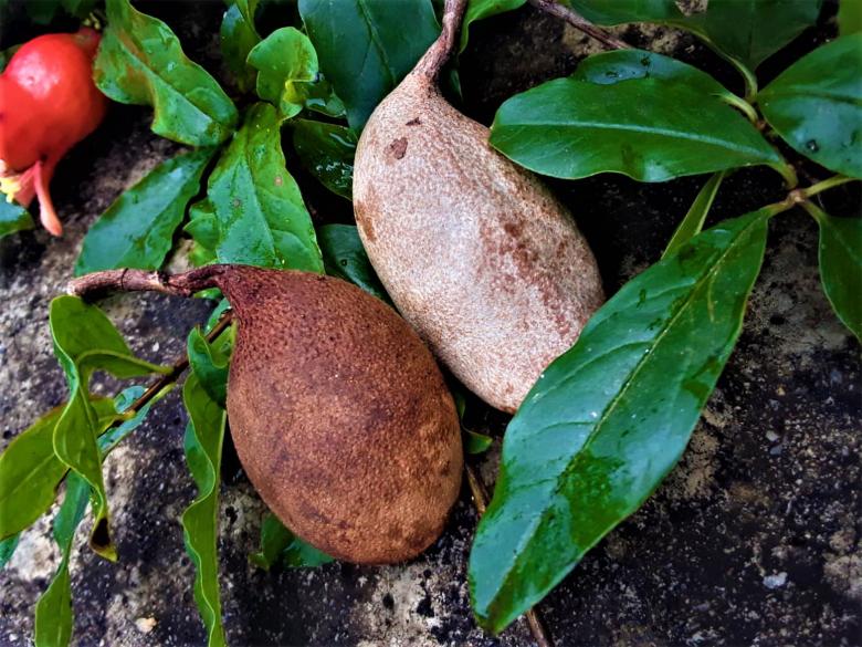 Free stock image of Tamarind Fruit created by Infinity Focus