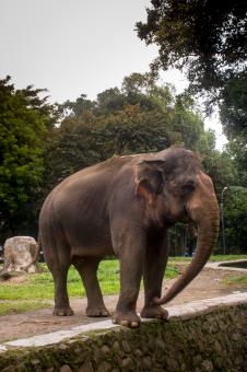 Adult Elephant