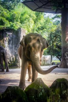 Asian Elephant in Zoo