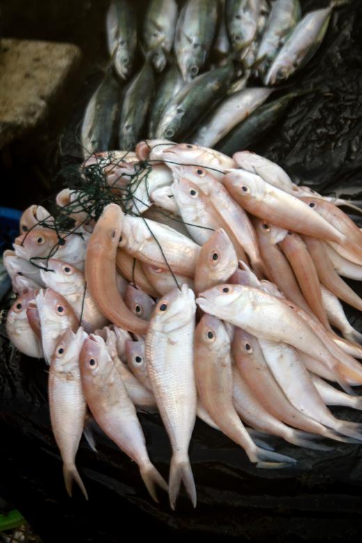 Free stock image of Pale Red Fresh Fish created by sapiduduk