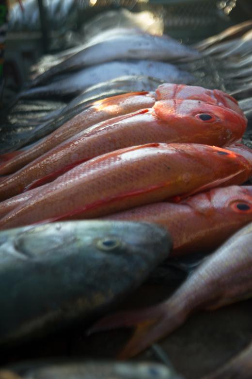 Free stock image of Stack of Fresh Fish in the Market created by sapiduduk