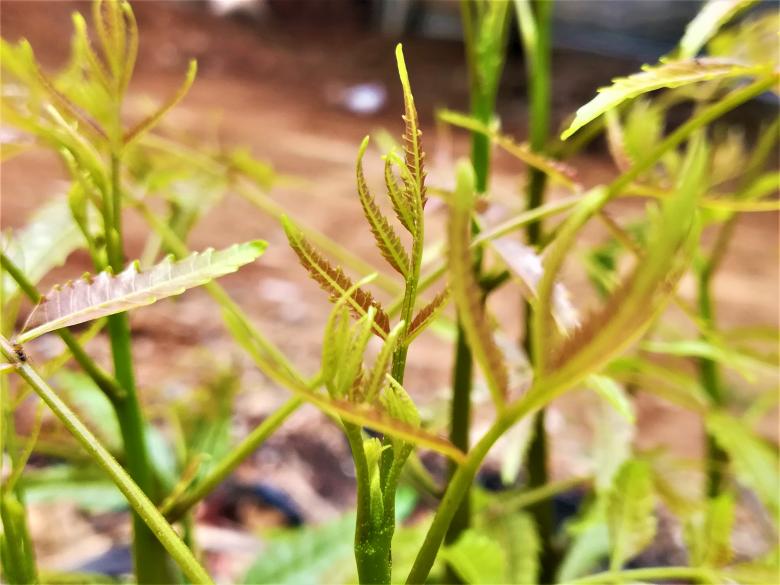 Free stock image of Neem Plant and Leaves created by Infinity Focus