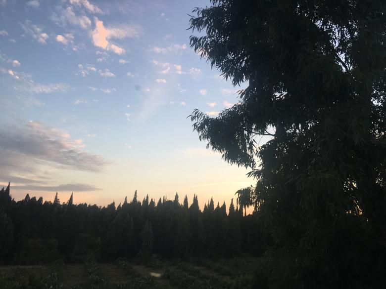 Free stock image of Beautiful Sunset - Trees Silhouette created by Karem