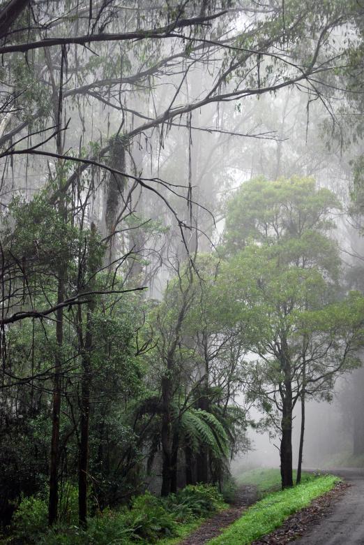 Free stock image of Forest In Fog created by Paul Macallan