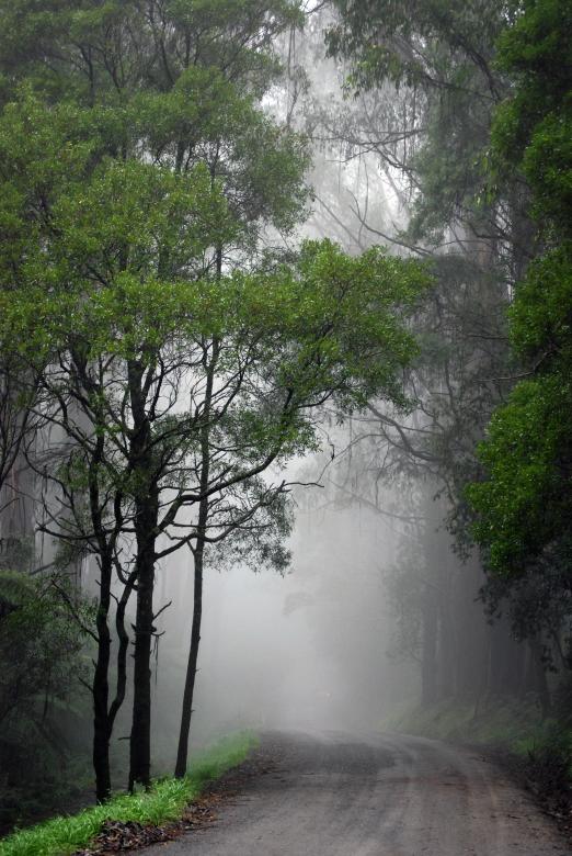 Free stock image of Trees in Fog created by Paul Macallan
