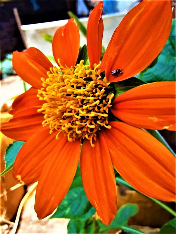 Free stock image of Orange Marigold created by Infinity Focus