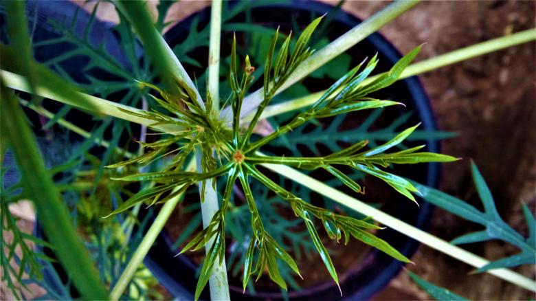 Free stock image of Green Pot Plant Leaf created by Infinity Focus