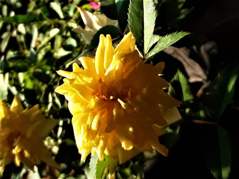 Free stock image of Yellow Rose in Garden created by Infinity Focus