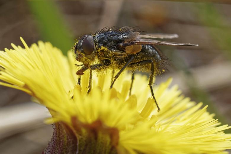 Free stock image of Fly on a Flower - Macro created by Geoffrey Whiteway