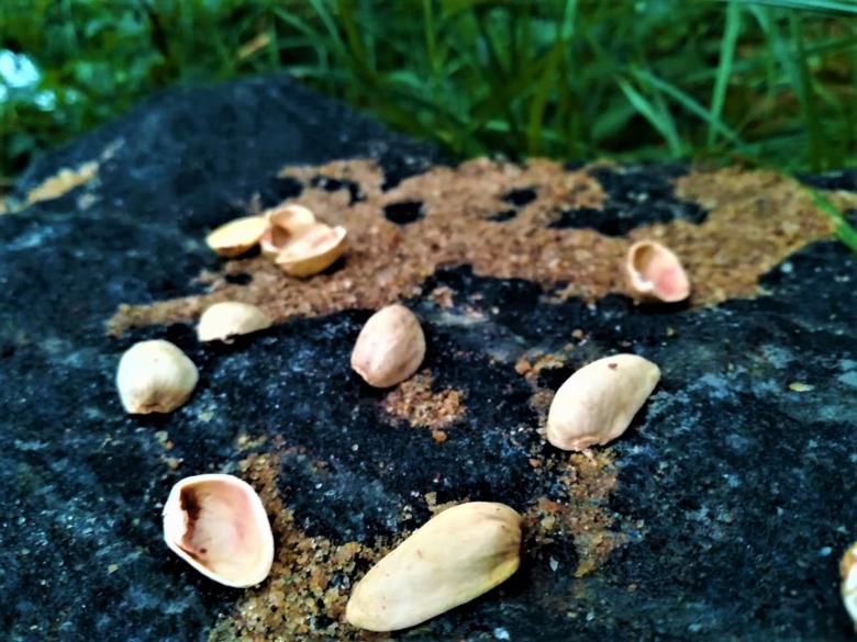 Free stock image of Pistachio Endocarp on the Rock created by Infinity Focus