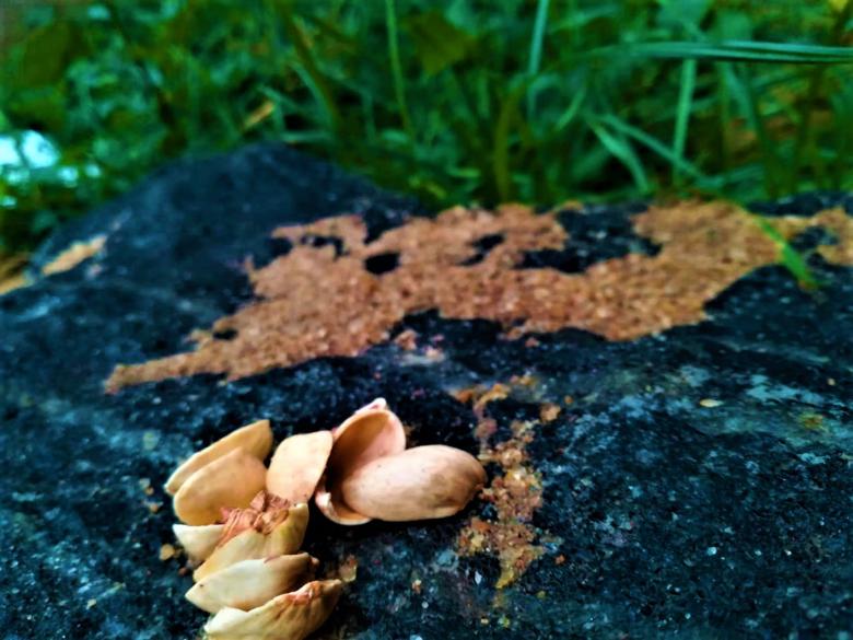 Free stock image of Pistachio Endocarp created by Infinity Focus