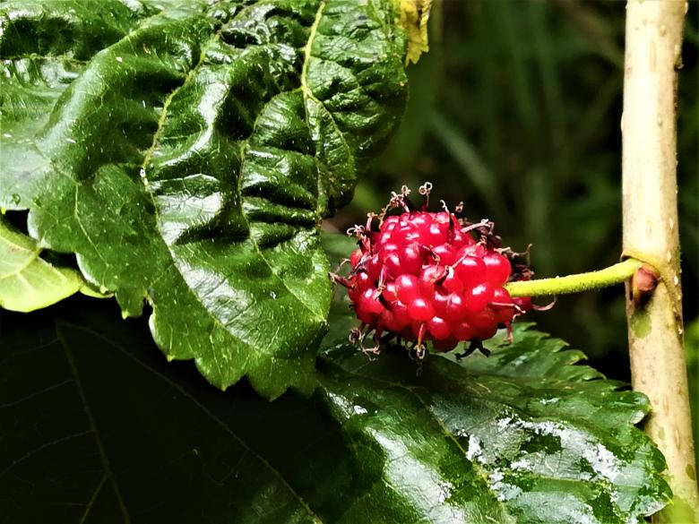 Free stock image of Small Red Fruit  created by Infinity Focus