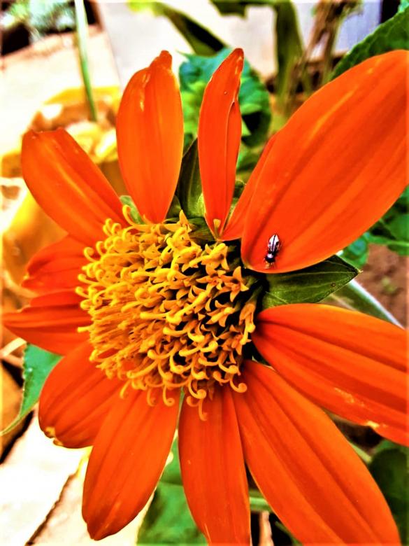 Free stock image of Orange Marigold Flower created by Infinity Focus