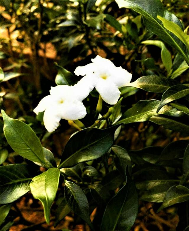 Free stock image of Star Jasmine created by Infinity Focus