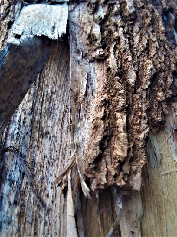 Free stock image of Old Dry Wood Cracked created by Infinity Focus