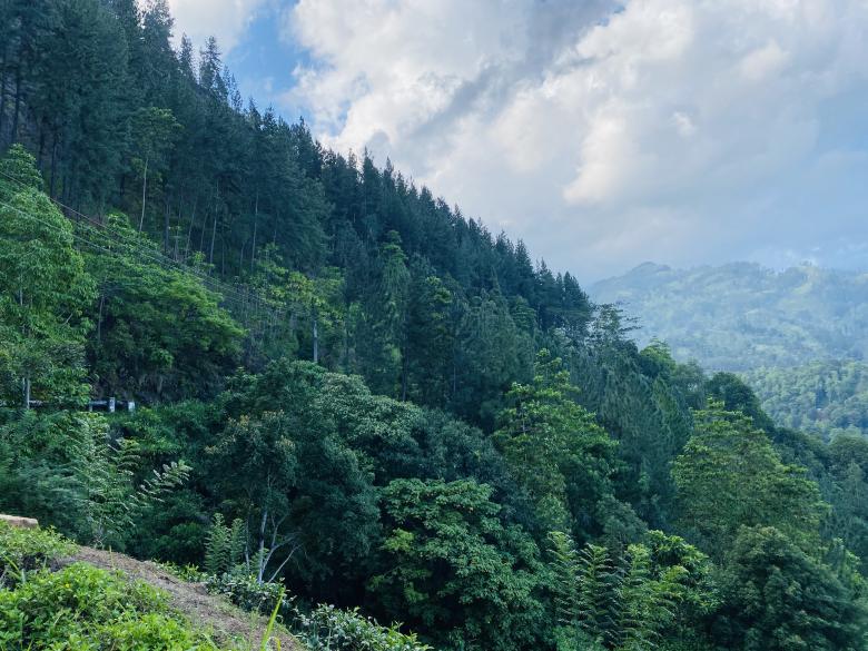 Free stock image of Green Forest View created by SK