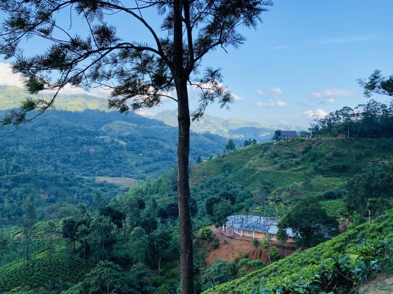 Free stock image of Tea Estate  created by SK