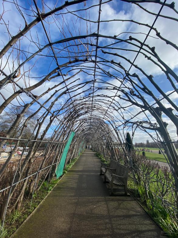 Free stock image of Hyde Park Tree Tunnel created by Atul Saini